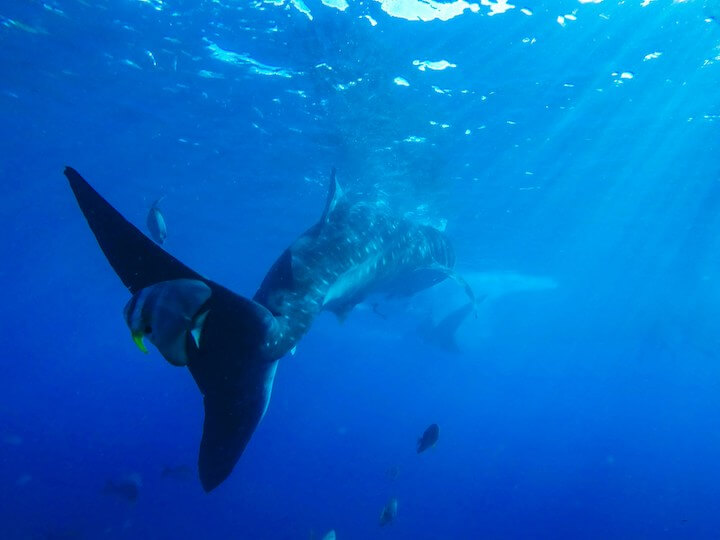 セブ島でジンベイザメと泳ぐ方法【最安で参加する方法はコレ】